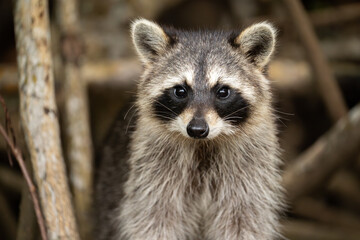 Closeup of a racoon in the mangroves