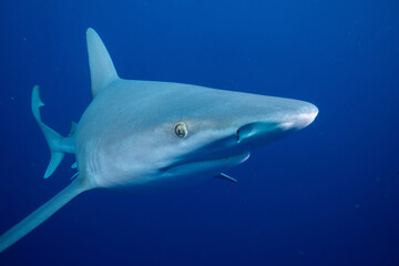 Silky shark in blue ocean