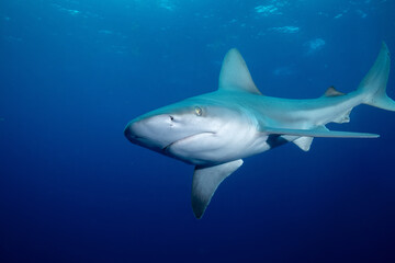 Silky shark swimming at ocean surface