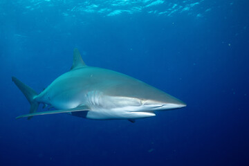 Closeup of sandbar shark in the ocean