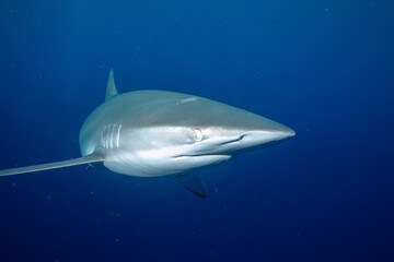 Naklejka premium Closeup of sandbar shark in the ocean
