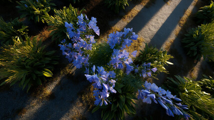 Obraz premium Overhead perspective of a blue flower bed with streaks of sunrise light crossing diagonally.