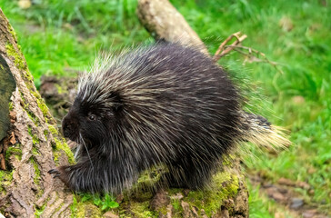 Cute porcupine in the green summer garden