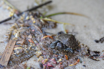 small turtle on the sand in the wild, closeup of photo