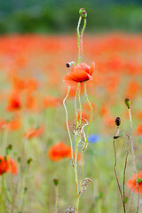 wild poppy  lowers in the Estonian fields. during the summer