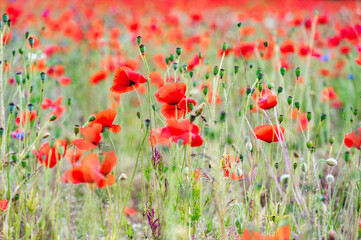wild poppy  lowers in the Estonian fields. during the summer