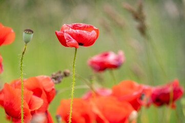 Naklejka premium wild poppy lowers in the Estonian fields. during the summer