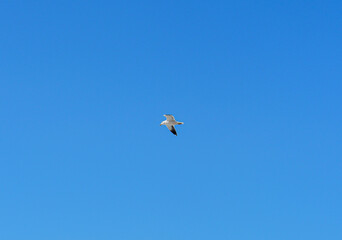 seagull gliding against blue clear crystal sky.
