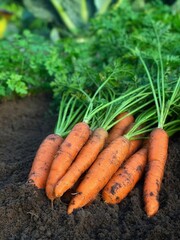  Organic carrots with tops freshly picked from the soil.