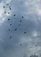 Gray Sky with a Flock of Birds in Flight – Freedom and Nature Concept