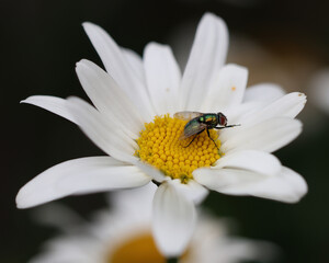fly on flower