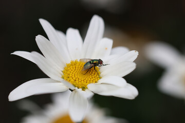 Obraz premium fly on flower