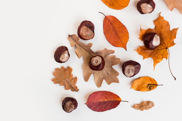 Autumn holiday frame composition with dry leafs and chestnuts on white backround. Creative layout...