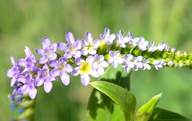 Flor silvestre, beleza radiante da natureza