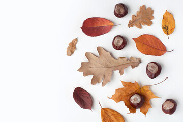Autumn holiday frame composition with dry leafs and chestnuts on white backround. Creative layout...