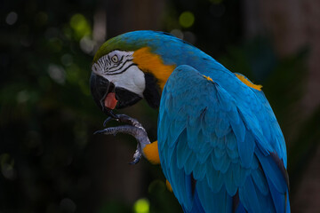 Blue and gold macaw eating a slice of watermelon
