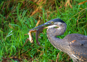 Great Blue Heron (Ardea herodias)  with two catfish. McFadden Marsh, Finley National Wildlife Refuge, Oregon