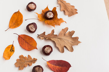 Autumn holiday frame composition with dry leafs and chestnuts on white backround. Creative layout...