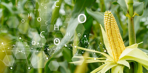 Smart Agriculture. Corn Crop with Digital Technology Overlay