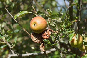 Jonathan apples in the tree. Rotting apples by Monilinia species. Probably Monilinia fructigena. Late Summer, August, Netherlands	