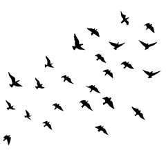 Dynamic flock of birds soars high, evoking freedom and migration, perfect for nature publications or travel brochures, originally vector