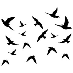 Graceful flock of birds soars freely, representing freedom and nature, perfect for travel blogs, inspirational designs, and peaceful themes