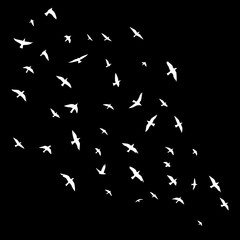 Graceful flock of birds soaring freely in flight, conveying peace and hope, perfect for nature themes and inspirational designs with a modern feel