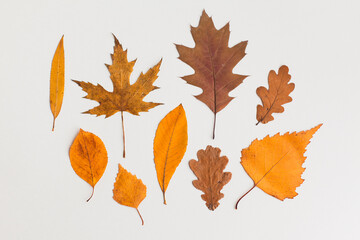 Autumn holiday frame composition, pattern made of different dried leaves on white wooden background. thanksgiving day, halloween eco zero waste concept. Minimal flat lay, top view