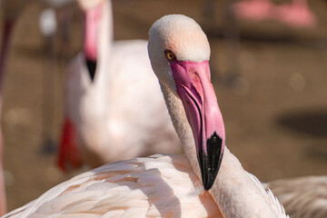 Beautiful pink flamingo bird portrait