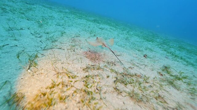 swimming ray fish underwater stingray swim on sand relaxing ocean scenery of animal