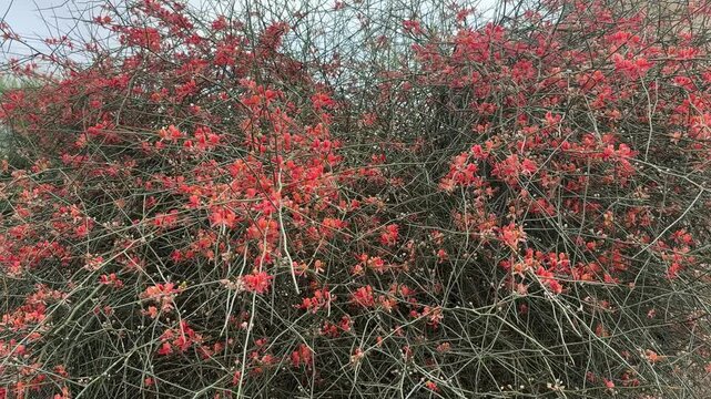 Capparis Decidua, with Red Flowers on Natural Bush &ndash; Desert Flora