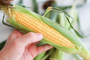 Hand holding fresh sweet corn with husk in kitchen setting