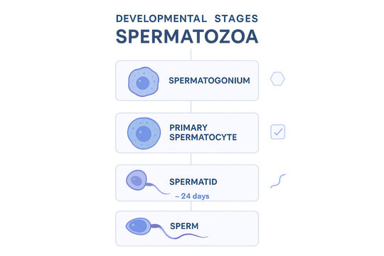 Spermatozoa Development Stages Illustration: Spermatogonium to Sperm, Biology Diagram [104 characters]