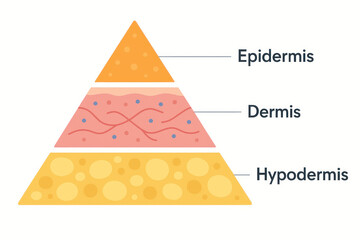 Skin Layers Anatomical Illustration: Epidermis, Dermis, Hypodermis – Skin Structure Visual Aid Illustration