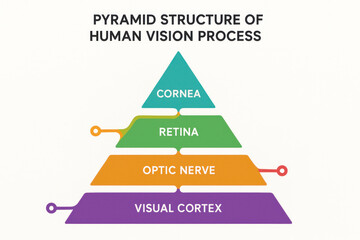 Fototapeta premium Pyramid Structure of Human Vision Process Illustration, Eye Anatomy Diagram [Illustration]