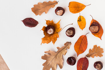 Autumn holiday frame composition with dry leafs and chestnuts on white backround. Creative layout...