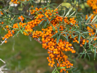 Orange Sea Buckthorn Berries Fruits on tree branch close up