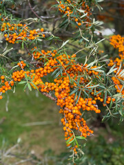Orange Sea Buckthorn Berries Fruits on tree branch close up