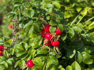 Red fruits of rosa rugosa rosehip in summer autumn garden close up