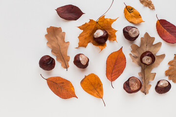 Autumn holiday frame composition with dry leafs and chestnuts on white backround. Creative layout...