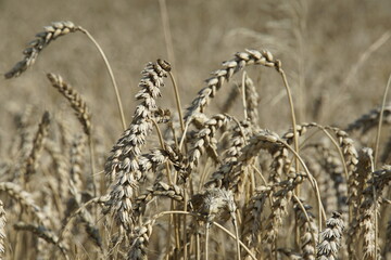 wheat, barley, grains, harvest, summer, august 2025, poland, village, fields