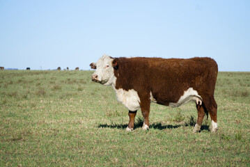 Polled hereford cow looking at the camera on grassy field