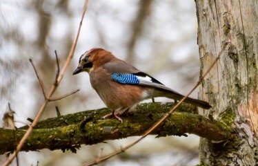 Eurasian Jay on Mossy Branch in Woodland Light
