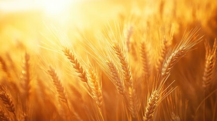 A golden field of wheat sways gently in the sunlight, evoking a sense of tranquility and abundance in nature.