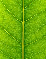 Close-up leaf veins