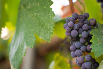 Black grape cluster hanging on vine in vineyard. Grape vines at harvest time