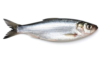 Obraz premium Fresh fish, top view