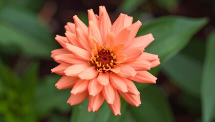Close up of a vibrant peach dahlia flower in full bloom with delicate petals and a detailed center.
