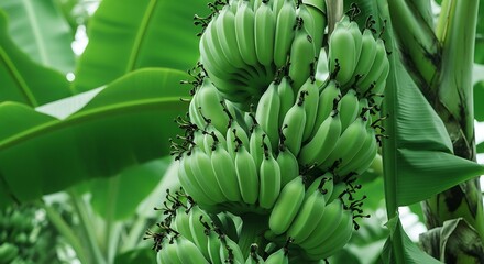 Green bananas growing on a banana tree in the garden.
