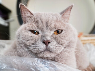 A bit overweight cat is sitting in a plastic bag on a floor. The cat is looking at the camera with a look of annoyance. British shorthair breed.